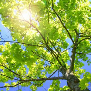 扒开腿挺进湿润的花茎
