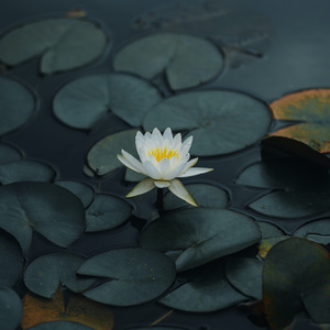 扒开腿挺进湿润的花茎
